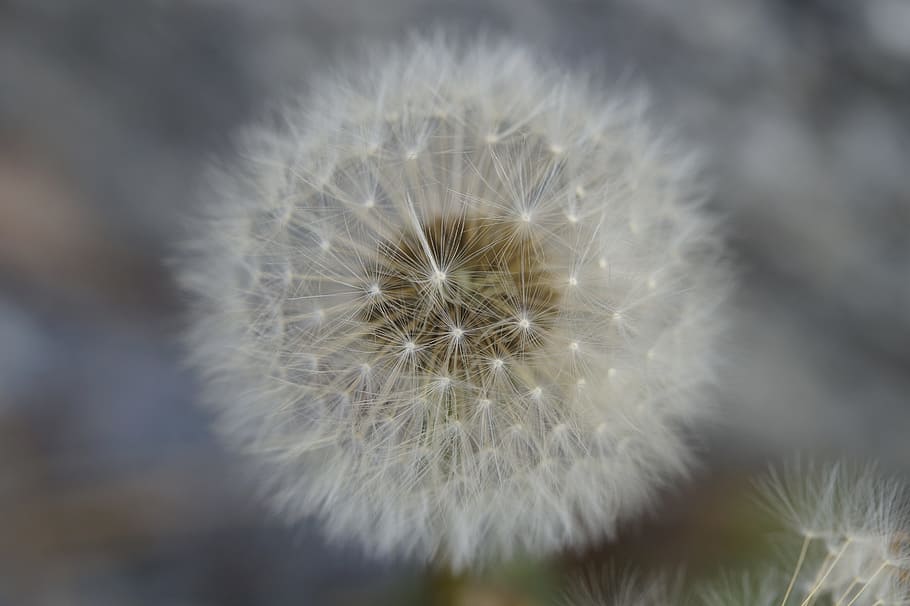 dandelion, seeds, about, tender, close, faded, macro, beauty HD wallpaper