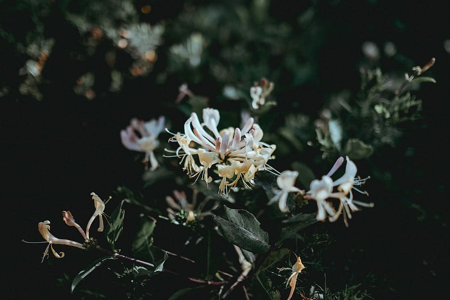 white petaled flower, plant, honeysuckle, dark, green, mood HD wallpaper