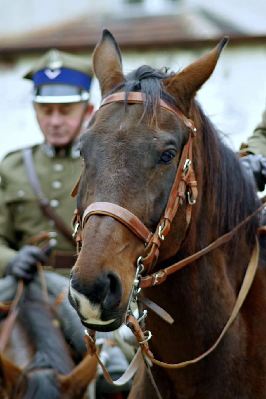 the horse, cavalryman, soldier, independence, the feast of the