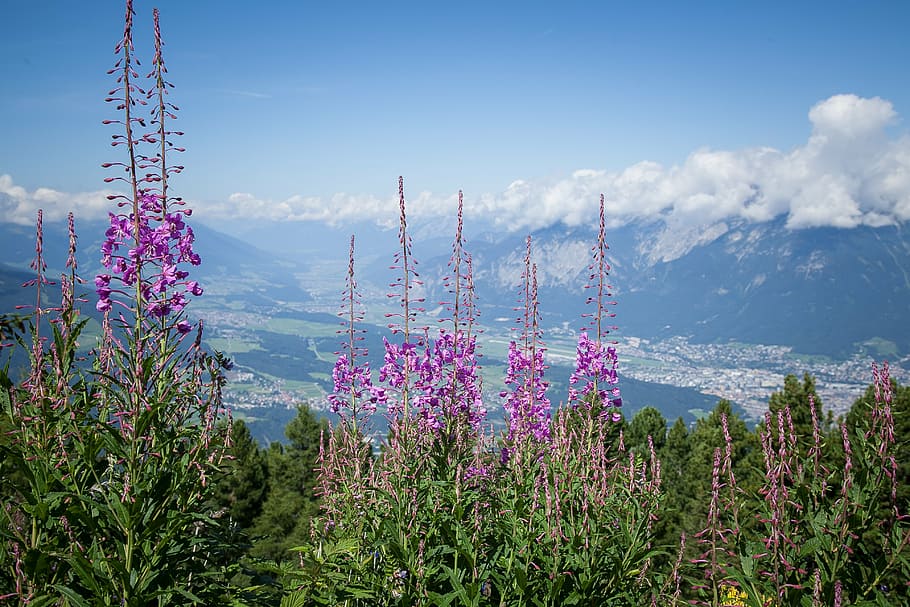 alpine, flowers, alpine flower, summer, nature, meadow, blue HD wallpaper