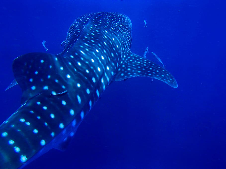 adult whale shark swimming, Rock, Sail, Thailand, rock sail, kho phan gan
