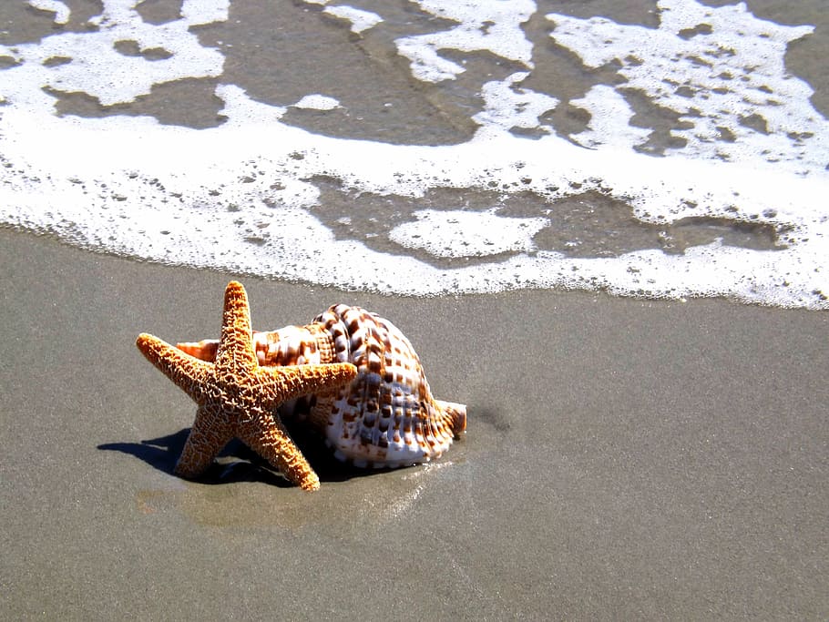starfish and seashell near the shore, beach, tropical, ocean HD wallpaper