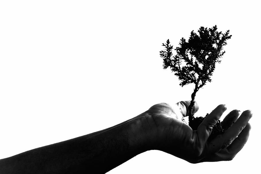 grayscale photography of person's hand holding plant, adult, art