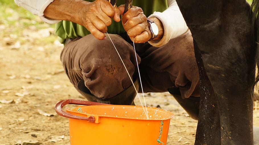 milking, hands, peasant, man, working, human hand, occupation HD wallpaper