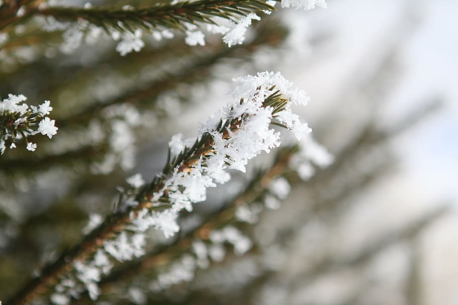 tree, frost, winter, winter trees, season, christmas, cold HD wallpaper
