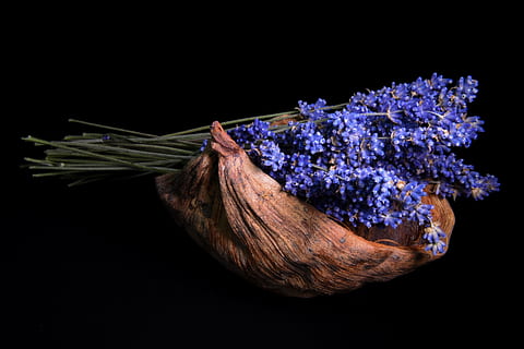 purple lavender flowers on brown coconut husk, black background HD wallpaper