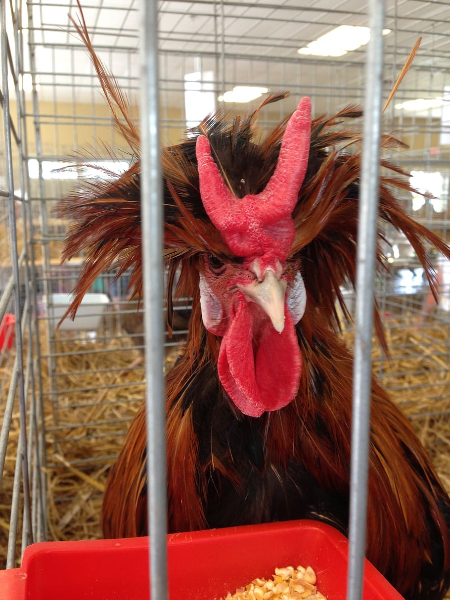 rooster, birds, caged, chickens, farm animals, male, brown HD wallpaper