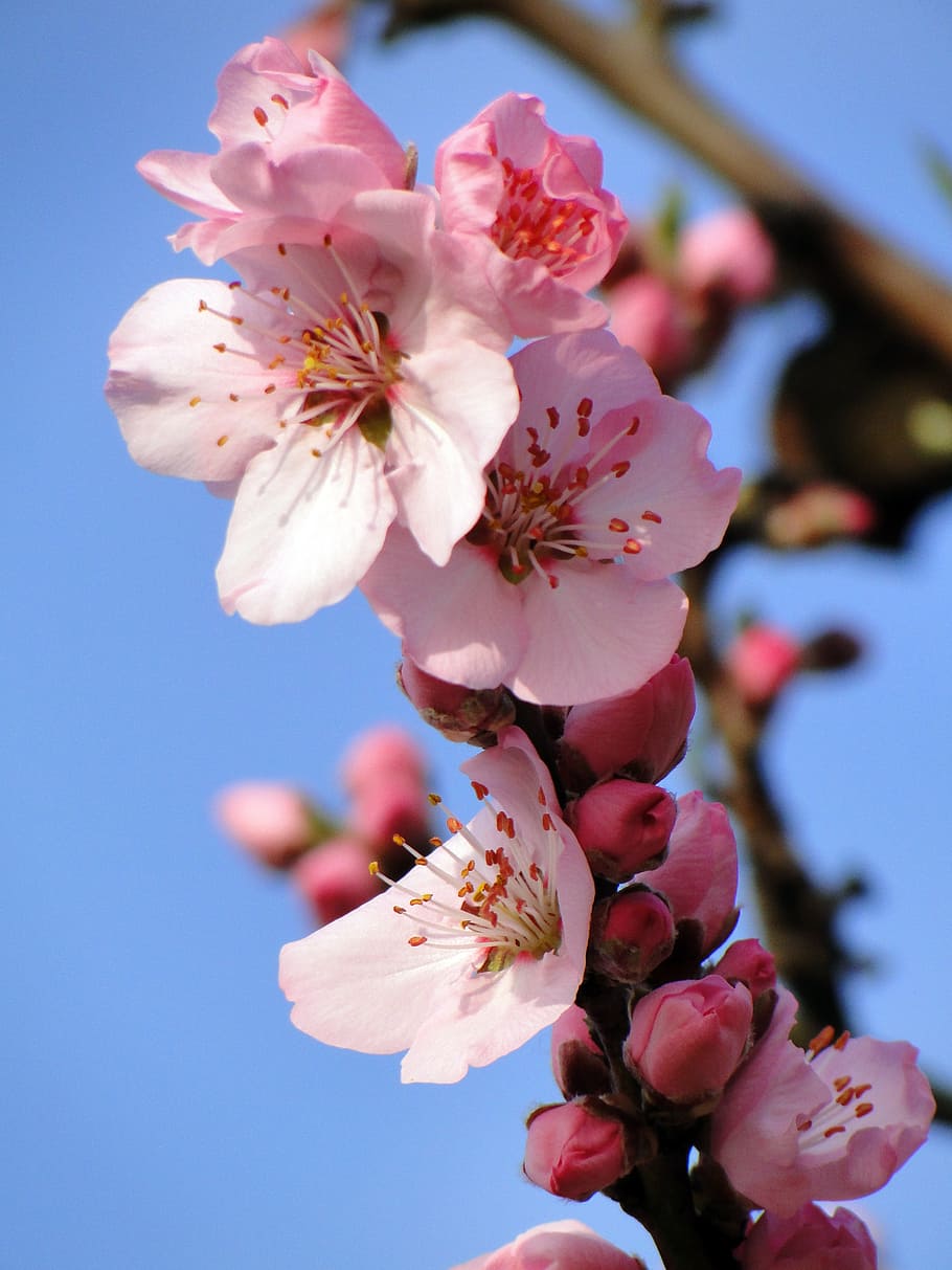 almond blossom, frühlingsanfang, flowering twig, spring, spring awakening, HD wallpaper