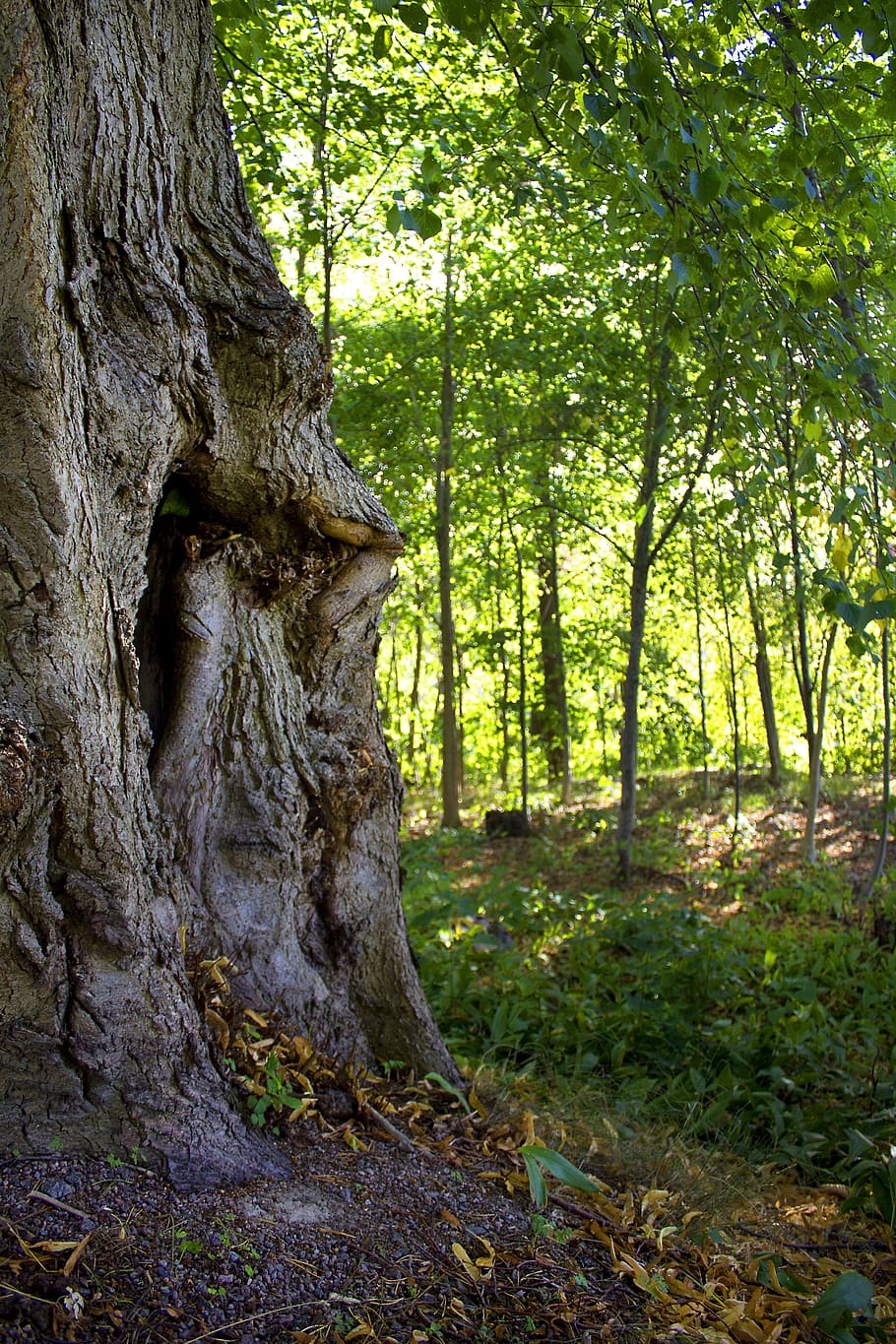 tree, deciduous forest, greenery, tree trunk, plant, land, growth HD wallpaper