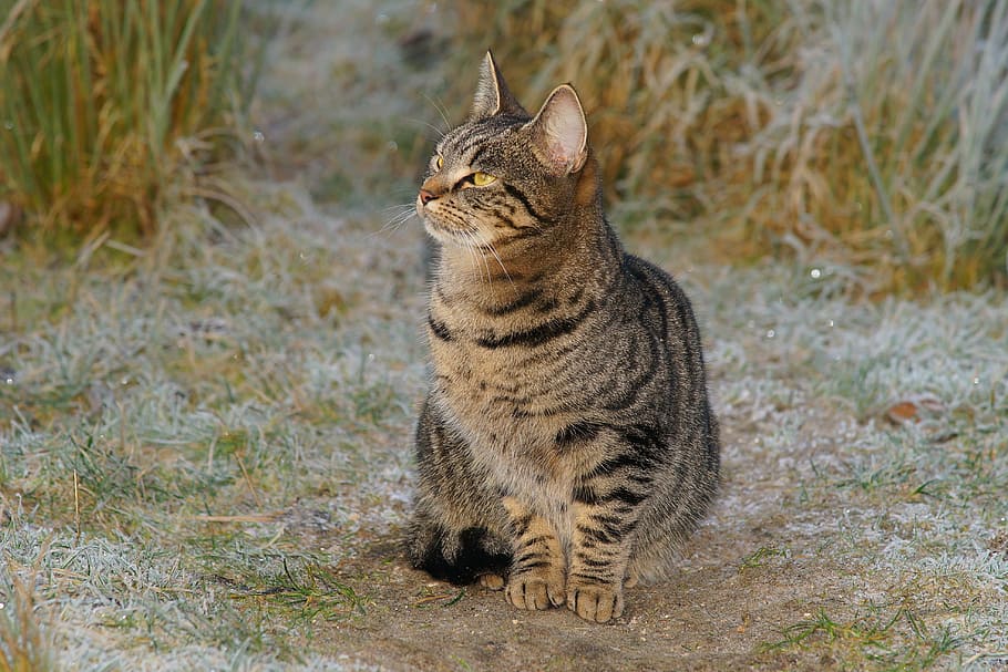 black tabby cat sitting near grasses, pet, winter, pasture HD wallpaper