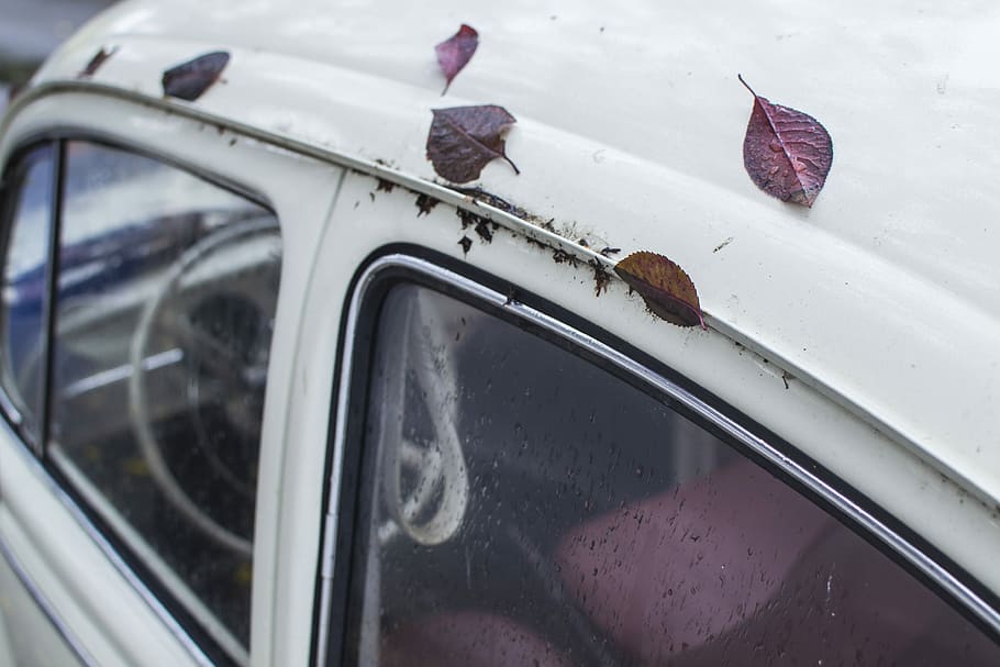 red leaves on white car roof, brown and red leaf on white car HD wallpaper