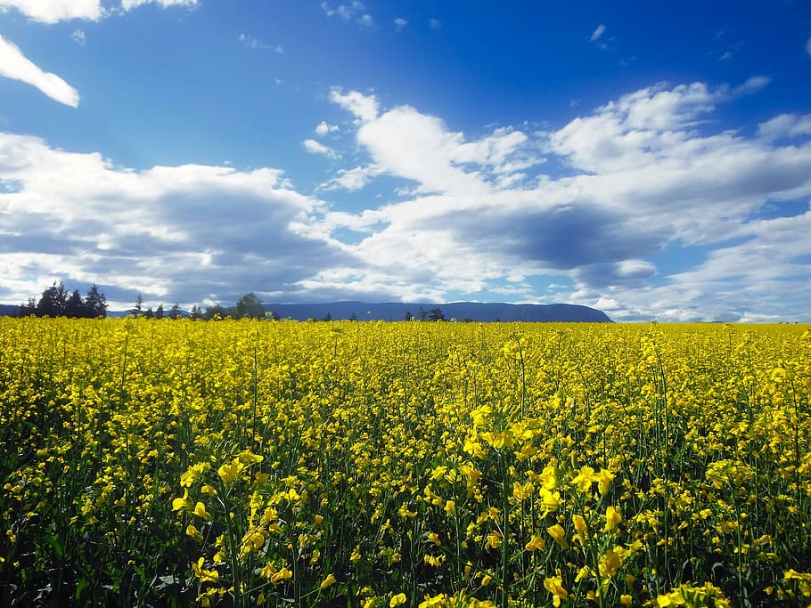 Field, Meadow, Landscape, Scenic, Sky, clouds, flowers, plants HD wallpaper