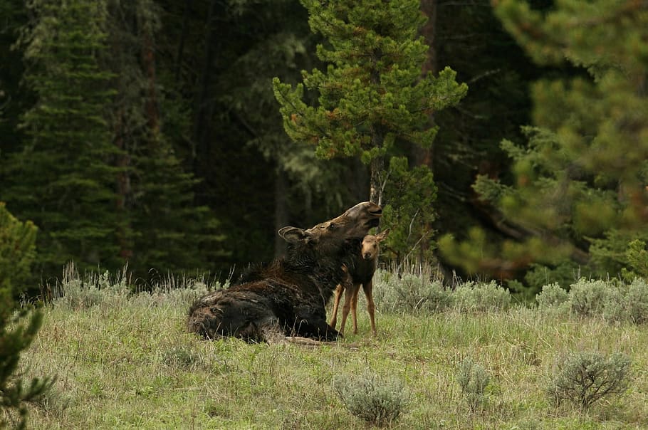 deer with baby on green grass at daytime, moose, cow, calf HD wallpaper