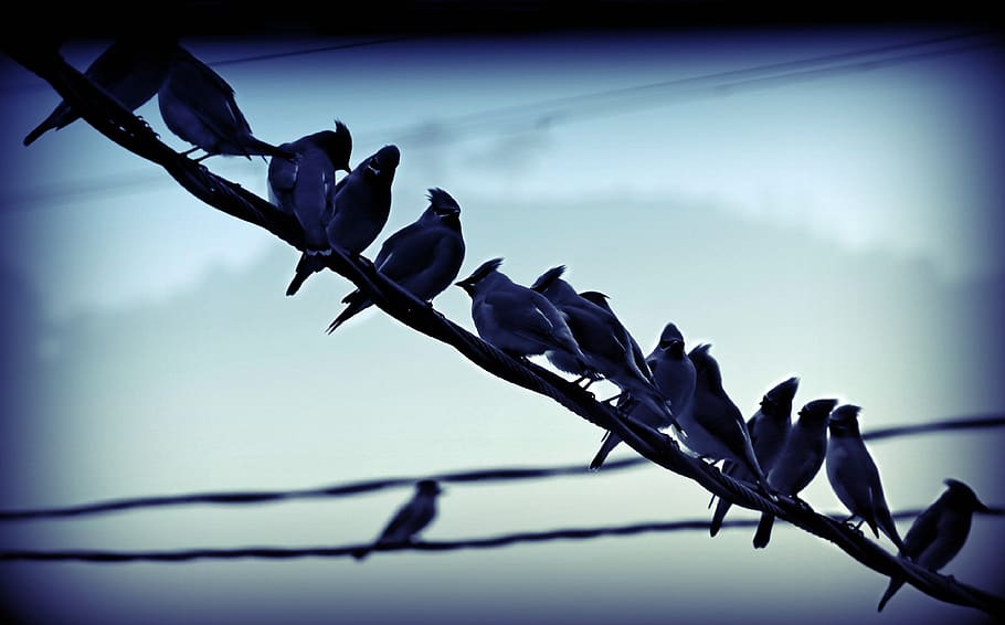 birds, perched, wire, row, flock, nature, animal, feather, outdoors HD wallpaper