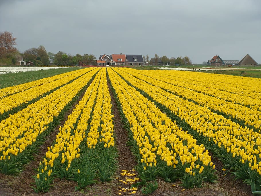 Yellow, Netherlands, Holland, bulb fields, flowers, spring HD wallpaper