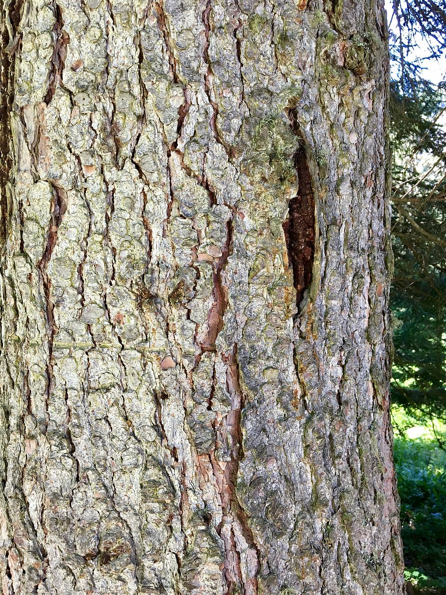 tree bark, tribe, wood, brown, nature, close, forestry work HD wallpaper