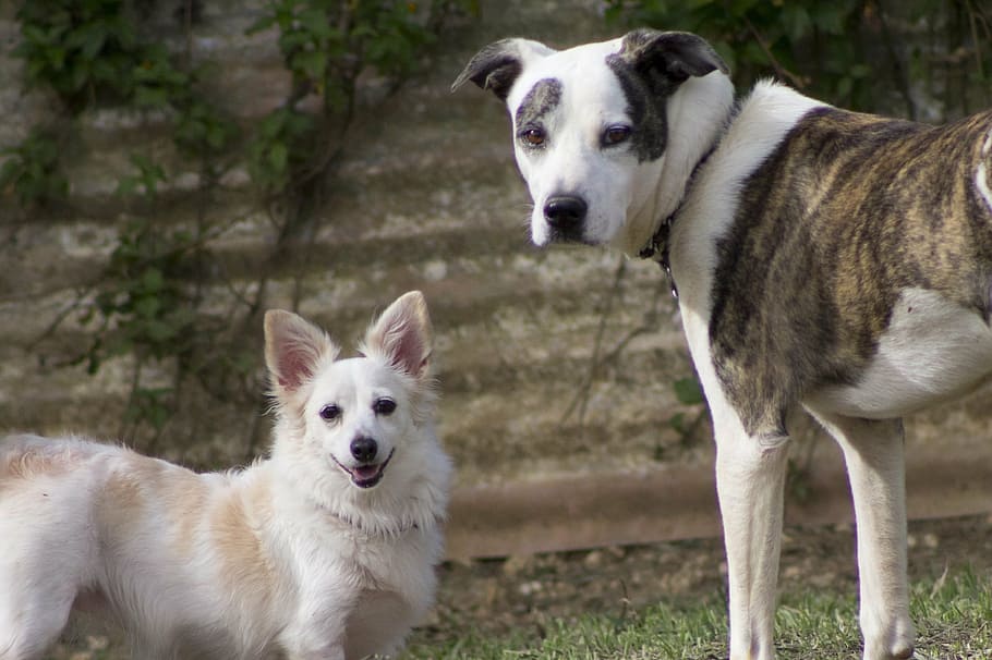 dogs, white, happy, face, domestic animals, pets, animal themes HD wallpaper