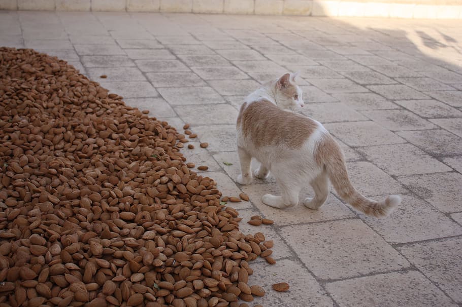 cat, almonds, sicily, agriculture, mammal, animal themes, domestic HD wallpaper
