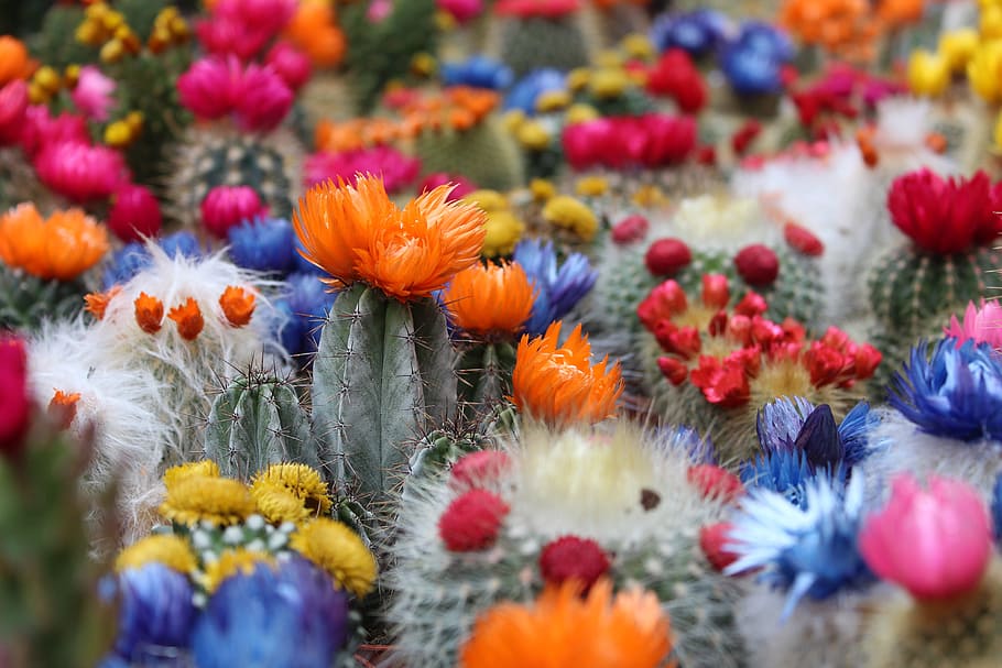 bed of flower photo, cactus, botanical, desert, succulent, thorn HD wallpaper