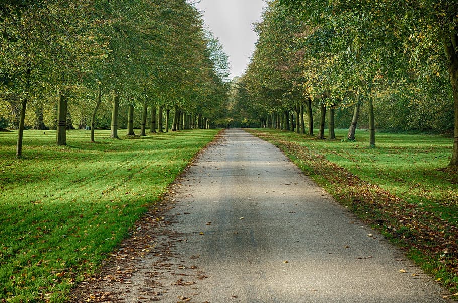 pathway in between trees, modesto, california, scenic, trail HD wallpaper
