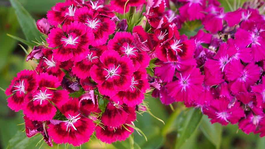 Flower, Nature, Plant, Macro, red, growth, pink color, beauty in nature HD wallpaper
