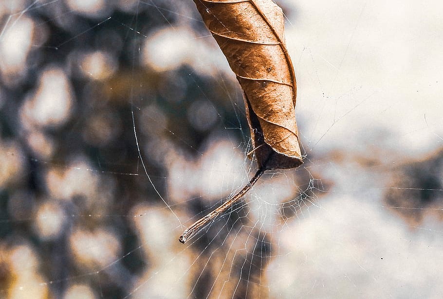nature, outdoors, dry, insect, close, web, spider web, fragility HD wallpaper