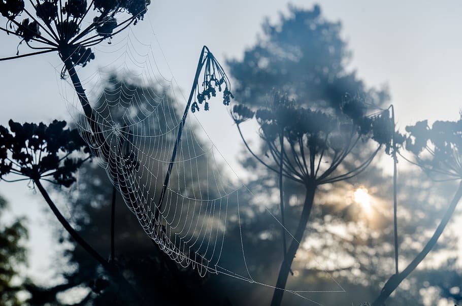 selective focus photography of spider web, morgentau, network HD wallpaper