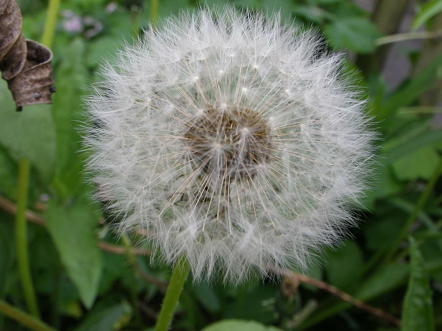 dandelion, pointed flower, plant, close-up, freshness, fragility HD wallpaper