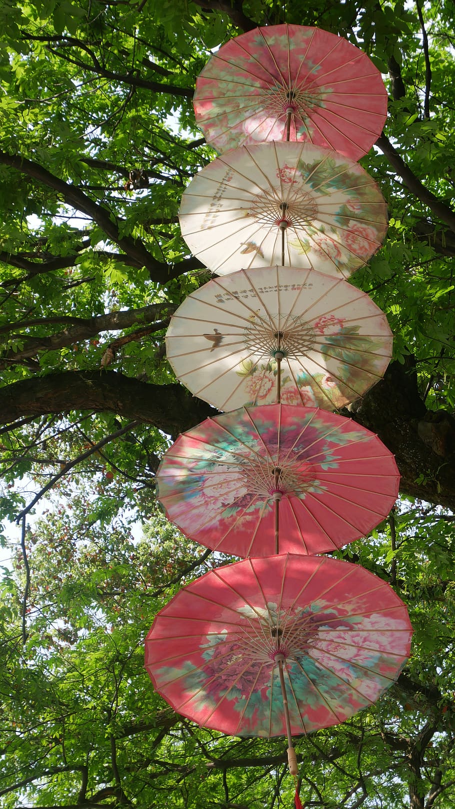 nature, tree, plant, leaf, summer, park, screen, colorful, china HD wallpaper