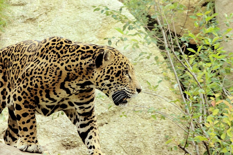 black and brown leopard, jaguar, big cat, predator, prowl, fur HD wallpaper