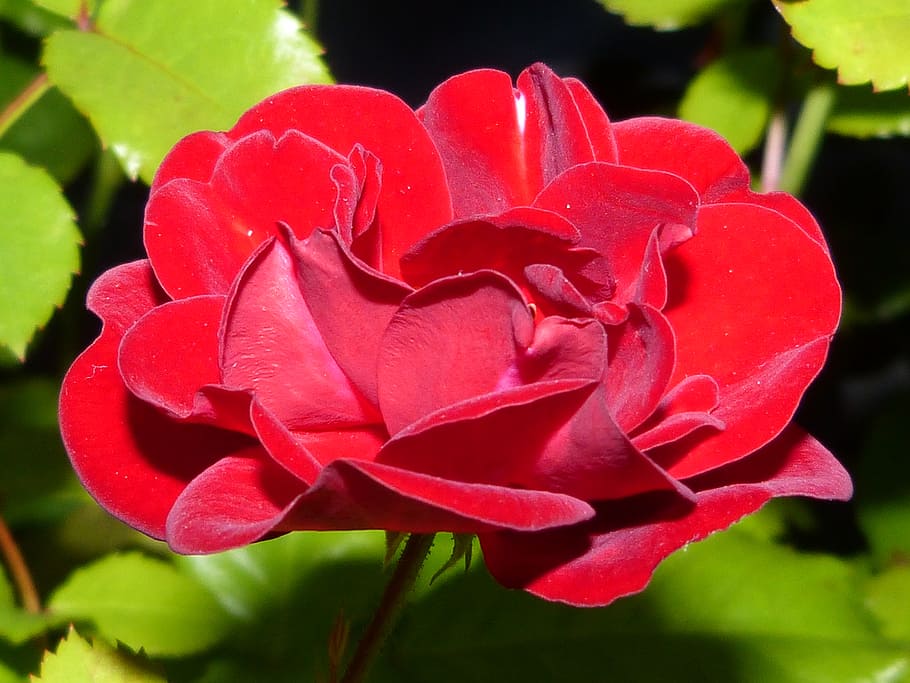 roses, red, night, lighting, darkness, shadow, flower, blossom HD wallpaper