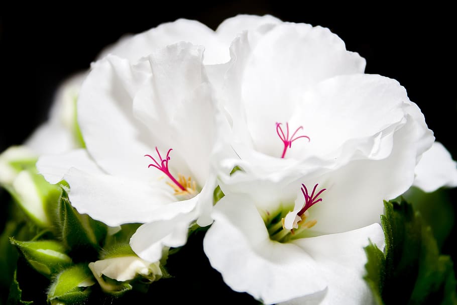 blossom, bloom, edelgeranie, geranium, close, violet, color HD wallpaper