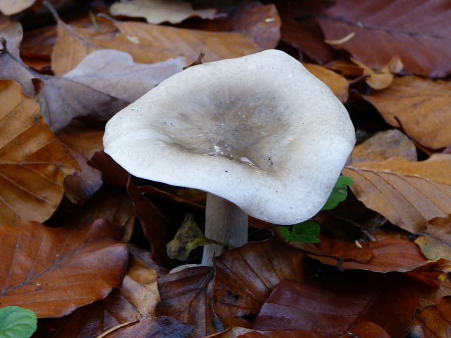 autumn, forest, mushroom, leaves, leaf, plant part, vegetable HD wallpaper