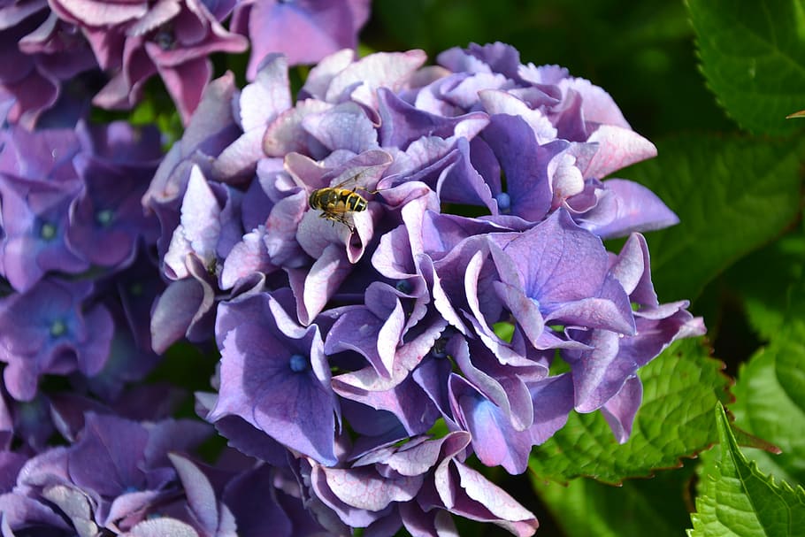 hydrangea, purple, green, autumn, flowers, garden, plant, nature HD wallpaper