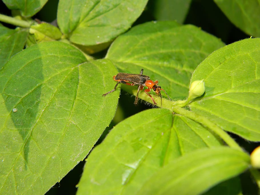 Beetle, Beetle Firefighter, soldier beetle, black, red, insect HD wallpaper