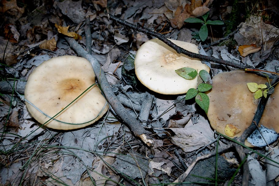 mushroom, forest floor, minnesota, nature, autumn, fungus, food HD wallpaper