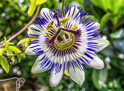 selective focus photography of green passion vine, blossom HD wallpaper