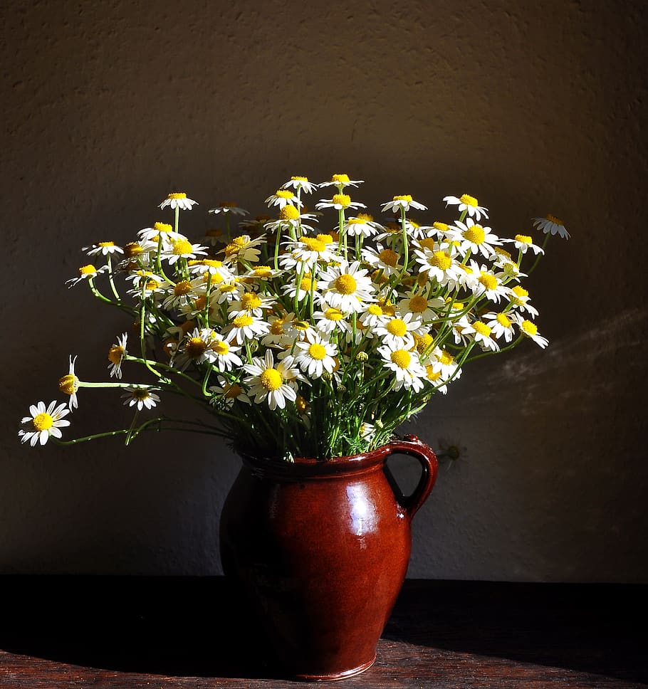 chamomile, summer, nature, white, flowering plant, freshness HD wallpaper