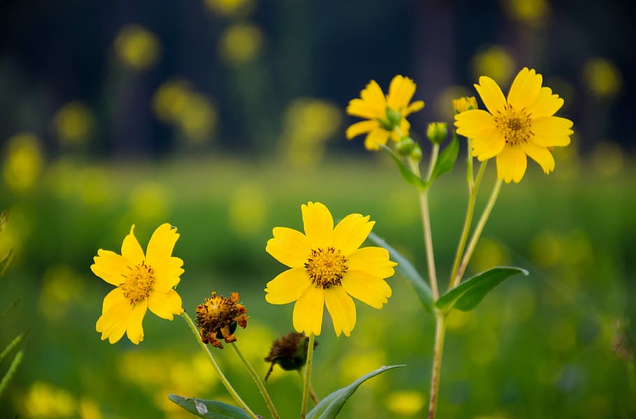 flower, yellow, sunflower, flowering plant, freshness, beauty in nature HD wallpaper