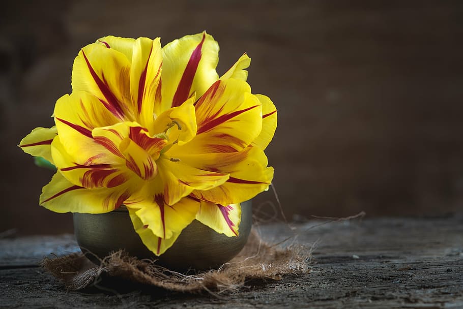 shallow focus photography of yellow and red flower, tulip, blossom, HD wallpaper