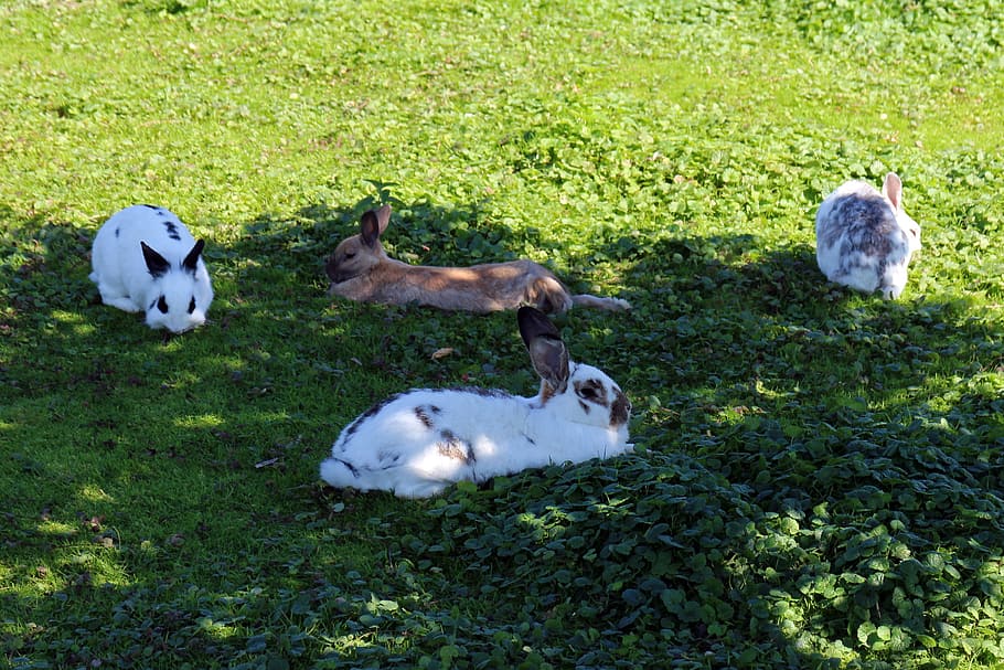 rabbit, group, meadow, grass, concerns, rest, graze, eat, animal HD wallpaper