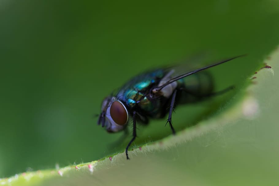Fly, Insect, Nature, Wing, Close, Leaf, green, macro, hoverfly HD wallpaper
