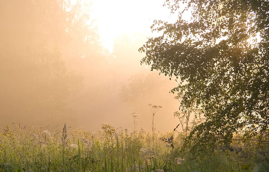 golden hour photography of green grass field, summer, landscape HD wallpaper