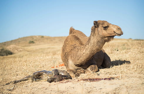 brown camel sitting on brown grass, Nature, Desert, Travel HD wallpaper