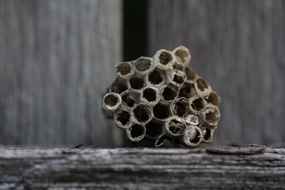 branches, close-up, dry, grass, hornets, insects, nature, nest HD wallpaper