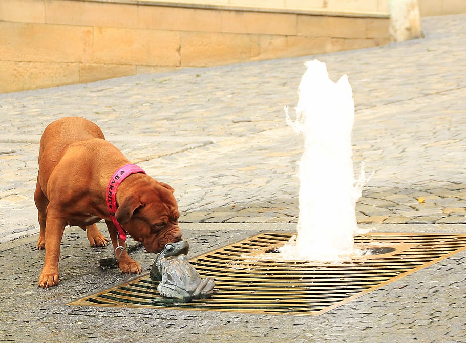 bordeaux, dogue, street, mastiffs, french, two, pet, nature HD wallpaper