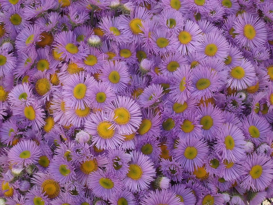 flowers, purple, nature, gently, flowering plant, full frame HD wallpaper