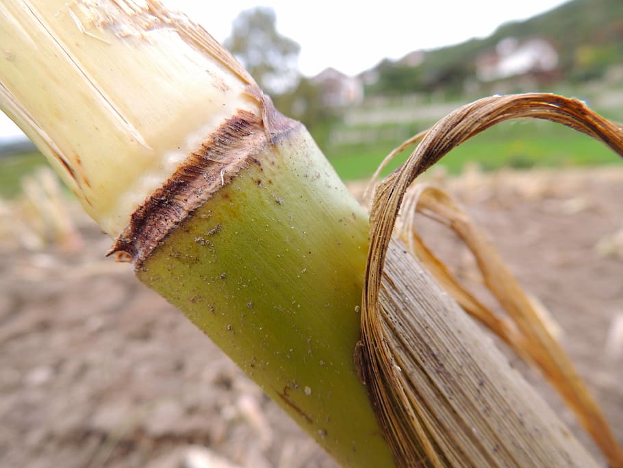 corn, stalk, agriculture, food, close-up, focus on foreground HD wallpaper