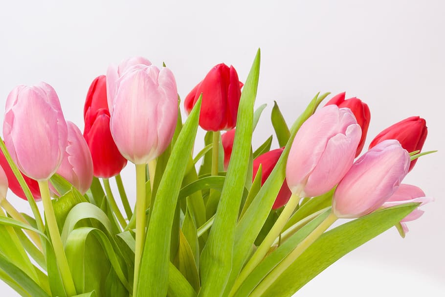 closeup photo of bouquet pink and red Tulips, spring, nature HD wallpaper