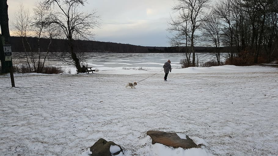 winter, lake, dog, snow, cold temperature, domestic, pets, canine HD wallpaper